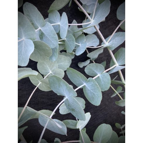 Eucalyptus Silver Dollar