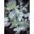 Eucalyptus Silver Dollar