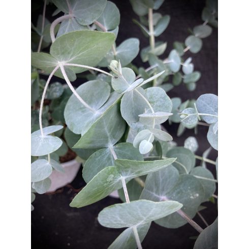 Eucalyptus Silver Dollar