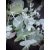 Eucalyptus Silver Dollar