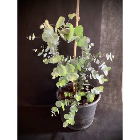 Eucalyptus Silver Dollar