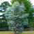 Eucalyptus Silver Dollar