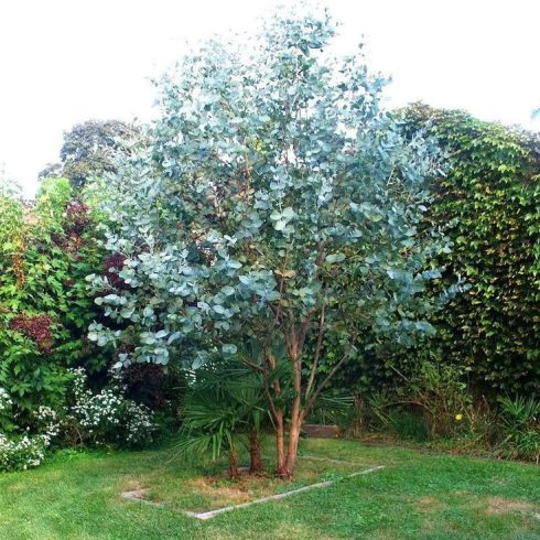 Eucalyptus Silver Dollar