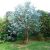 Eucalyptus Silver Dollar