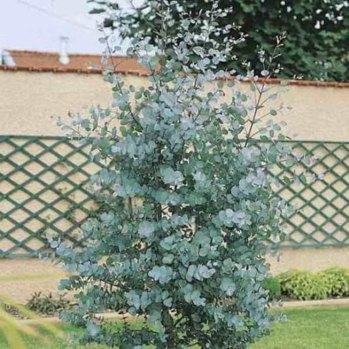 Eucalyptus Silver Dollar