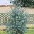 Eucalyptus Silver Dollar