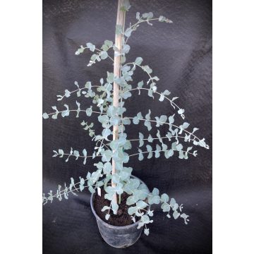 Eucalyptus ' Silver Tropfen ' 