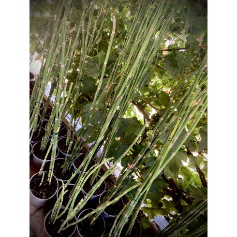Óriás zsúrló ( Equisetum giganteum ) 70/80 cm 