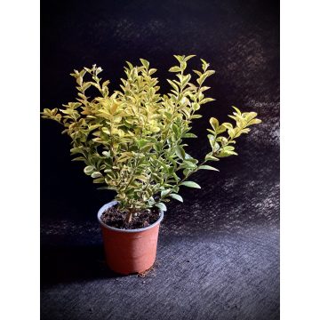   Aranytarka levelű fagyal - Ligustrum ovalifolium 'Aureum'