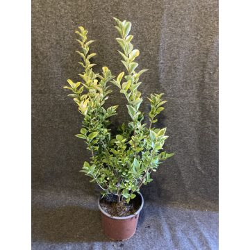   Aranytarka levelű fagyal - Ligustrum ovalifolium 'Aureum'