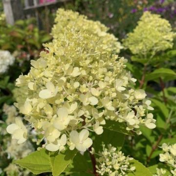   FRZ Bugás Hortenzia - Hydrangea paniculata 'Pastelgreen'