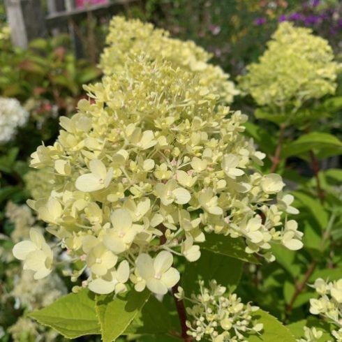 FRZ Bugás Hortenzia - Hydrangea paniculata 'Pastelgreen'