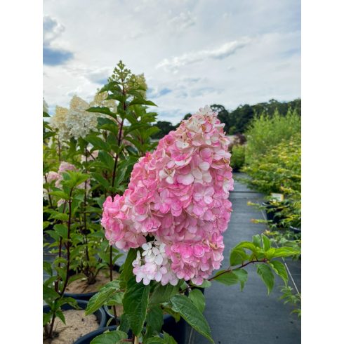 Rózsaszín bugás hortenzia - Hydrangea paniculata 'Sundae Fraise'