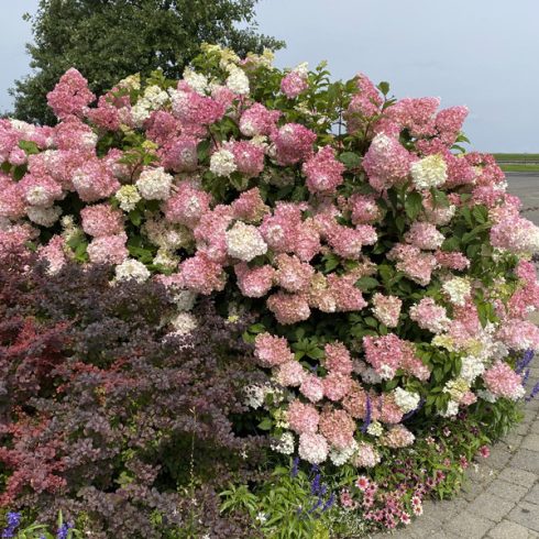 Rózsaszín bugás hortenzia - Hydrangea paniculata 'Sundae Fraise'