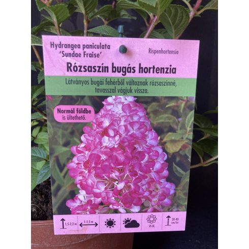 Rózsaszín bugás hortenzia - Hydrangea paniculata 'Sundae Fraise'