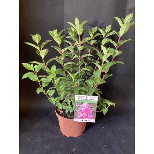 Rózsaszín bugás hortenzia - Hydrangea paniculata 'Sundae Fraise'