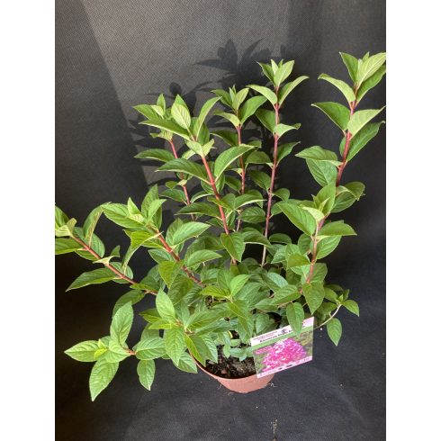 Rózsaszín bugás hortenzia - Hydrangea paniculata 'Sundae Fraise'