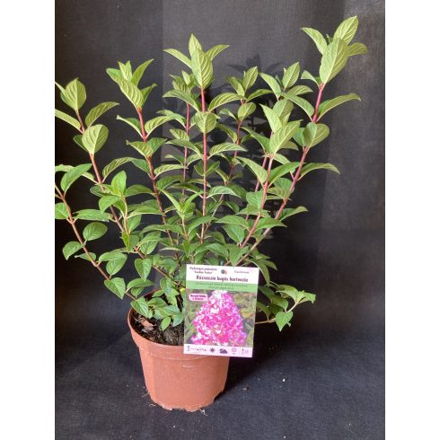 Rózsaszín bugás hortenzia - Hydrangea paniculata 'Sundae Fraise'