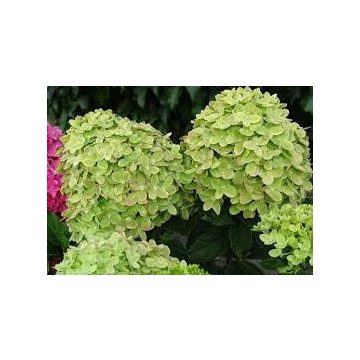   Limezöld Bugás Hortenzia - Hydrangea paniculata 'Mojito'