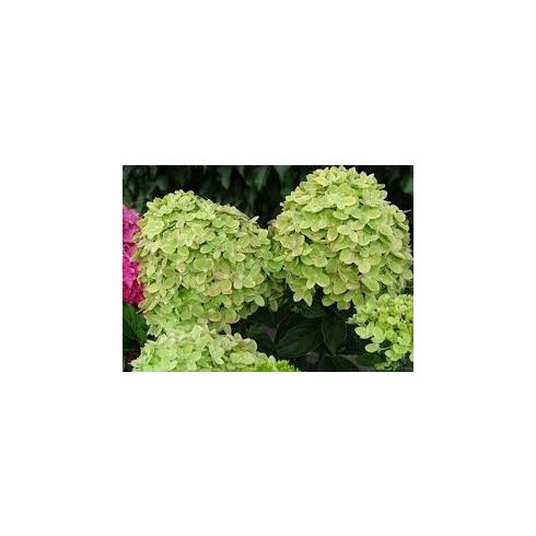 Limezöld Bugás Hortenzia - Hydrangea paniculata 'Mojito'