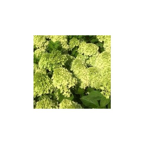 Limezöld Bugás Hortenzia - Hydrangea paniculata 'Mojito'