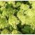Limezöld Bugás Hortenzia - Hydrangea paniculata 'Mojito'