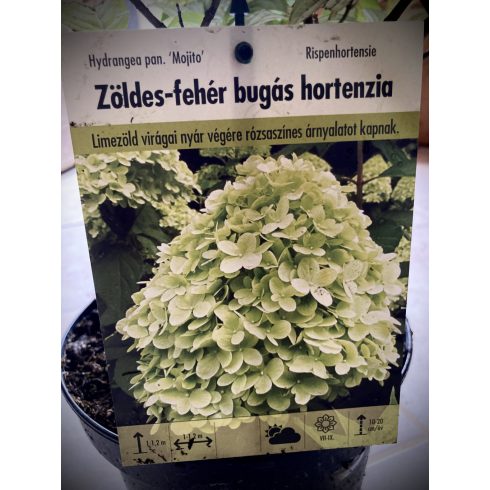 Limezöld Bugás Hortenzia - Hydrangea paniculata 'Mojito'