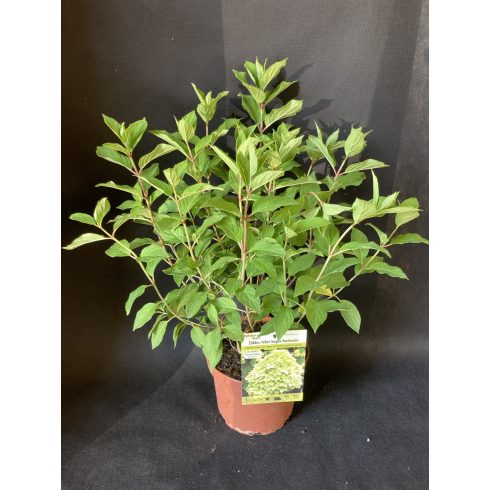 Limezöld Bugás Hortenzia - Hydrangea paniculata 'Mojito'