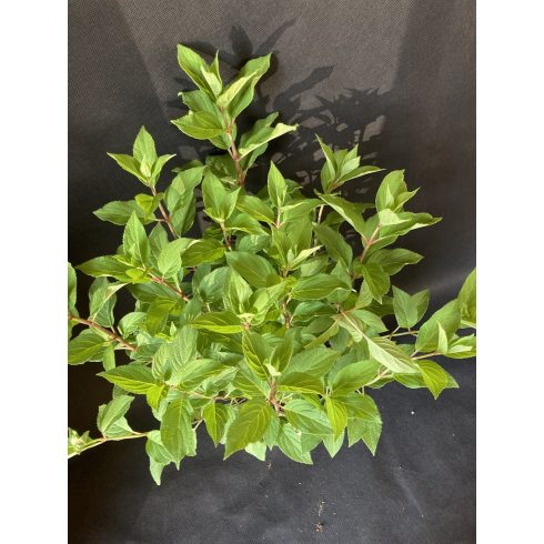 Limezöld Bugás Hortenzia - Hydrangea paniculata 'Mojito'