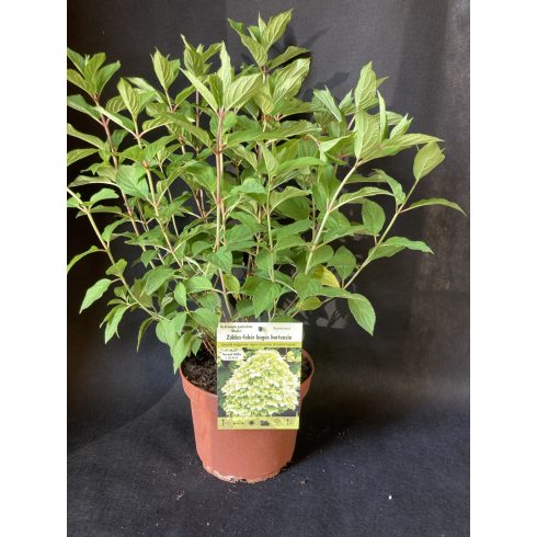 Limezöld Bugás Hortenzia - Hydrangea paniculata 'Mojito'