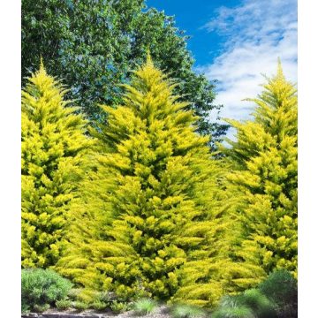 Arany leylandii ciprus - Gold Rider