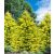 Arany leylandii ciprus - Gold Rider