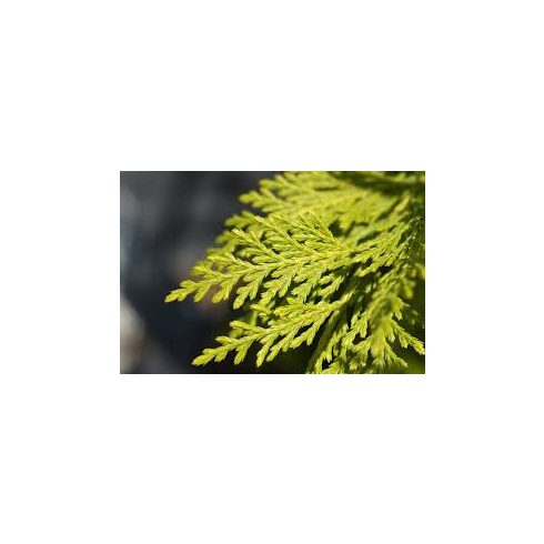 Arany leylandii ciprus - Gold Rider