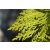 Arany leylandii ciprus - Gold Rider