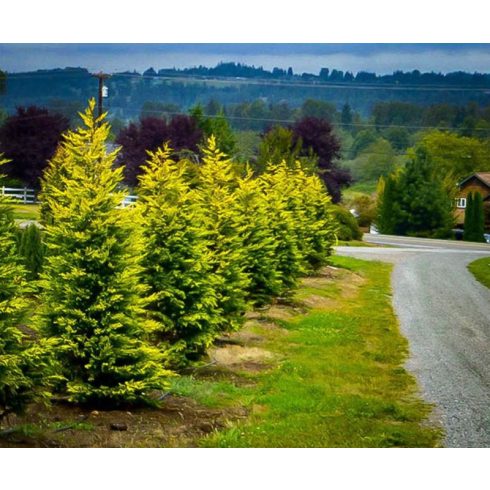 Arany leylandii ciprus - Gold Rider