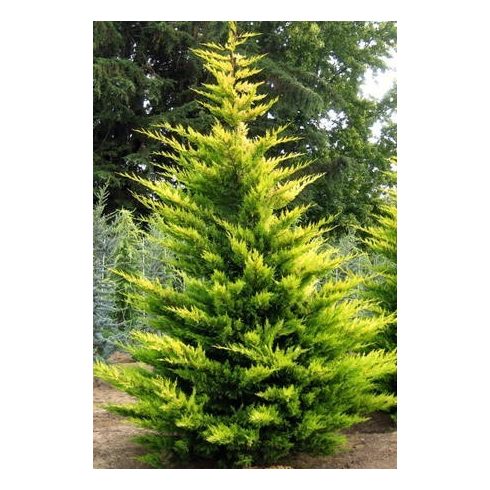Arany leylandii ciprus - Gold Rider