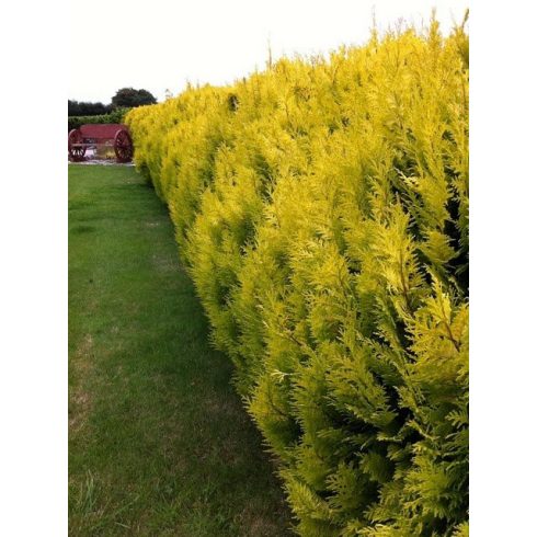 Arany leylandii ciprus - Gold Rider