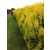 Arany leylandii ciprus - Gold Rider