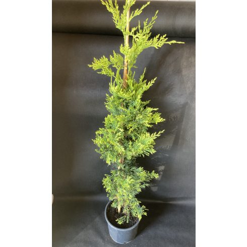 Arany leylandii ciprus - Gold Rider