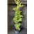 Arany leylandii ciprus - Gold Rider