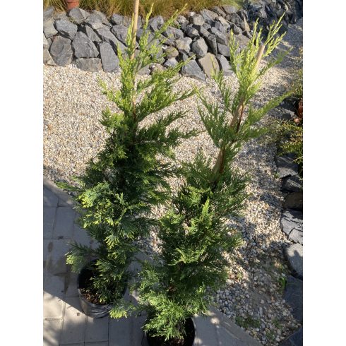 Arany leylandii ciprus - Gold Rider