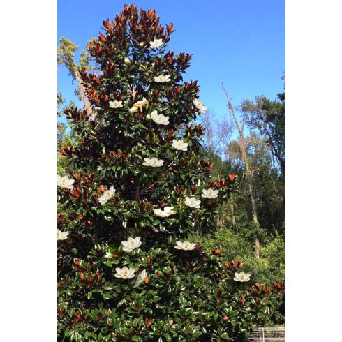 Örökzöld liliomfa 'Magnolia grandiflora Bracken's Brown Beauty' (földlabdás)