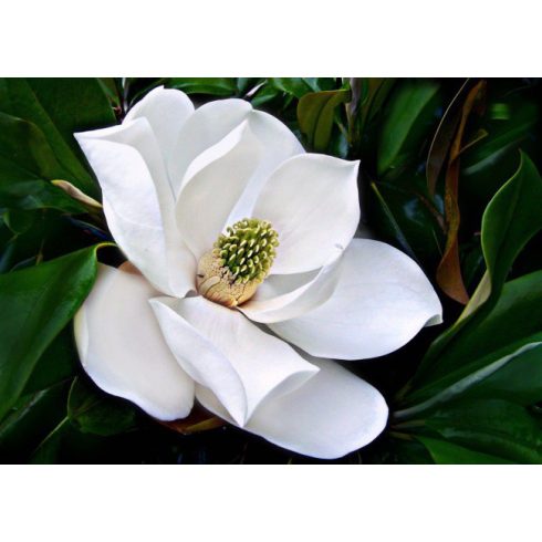 Örökzöld liliomfa 'Magnolia grandiflora Bracken's Brown Beauty' (földlabdás)