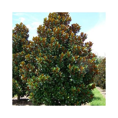 Örökzöld liliomfa 'Magnolia grandiflora Bracken's Brown Beauty' (földlabdás)