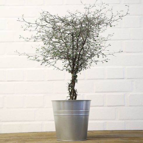 Corokia Cotoneaster  