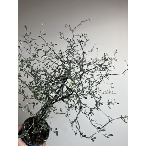 Corokia Cotoneaster  