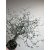 Corokia Cotoneaster  