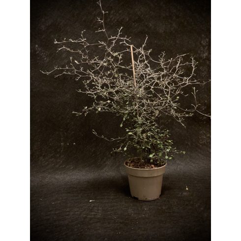 Corokia Cotoneaster  