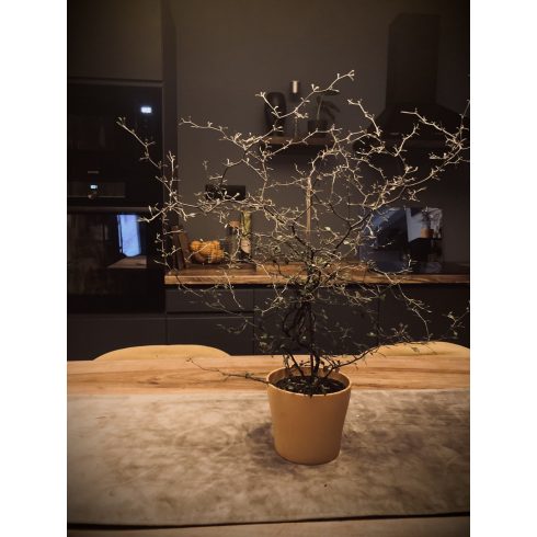 Corokia Cotoneaster  