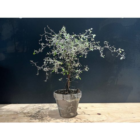 Corokia Cotoneaster  